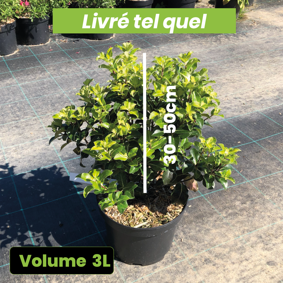 Pittosporum Tenuifolium Ile de Sein - Volume 3L / 30-50cm