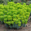 Euphorbia Characias Wulfenii Shorty - Volume 3L / 30-40cm