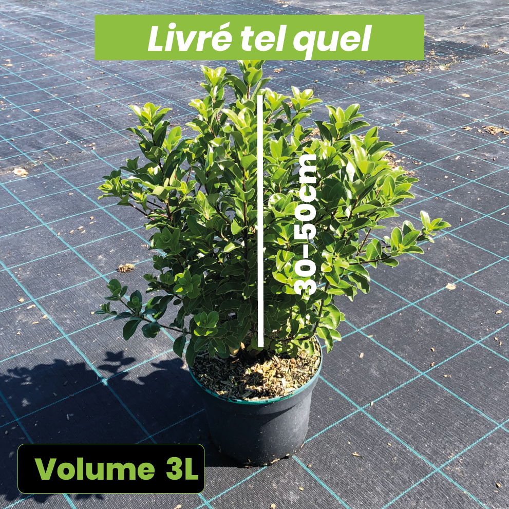 Pittosporum Tenuifolium Irish Luck - Volume 3L / 30-50cm