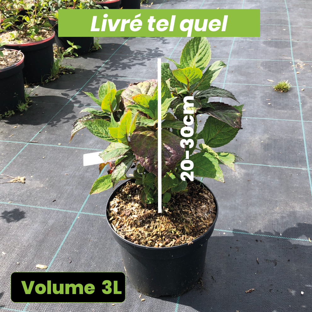 Hydrangea Serrata Precioza - Volume 3L / 20-30cm