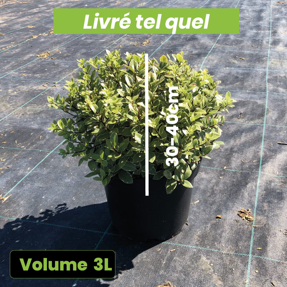 Pittosporum Tenuifolium Silver Ball - Volume 3L / 30-40cm