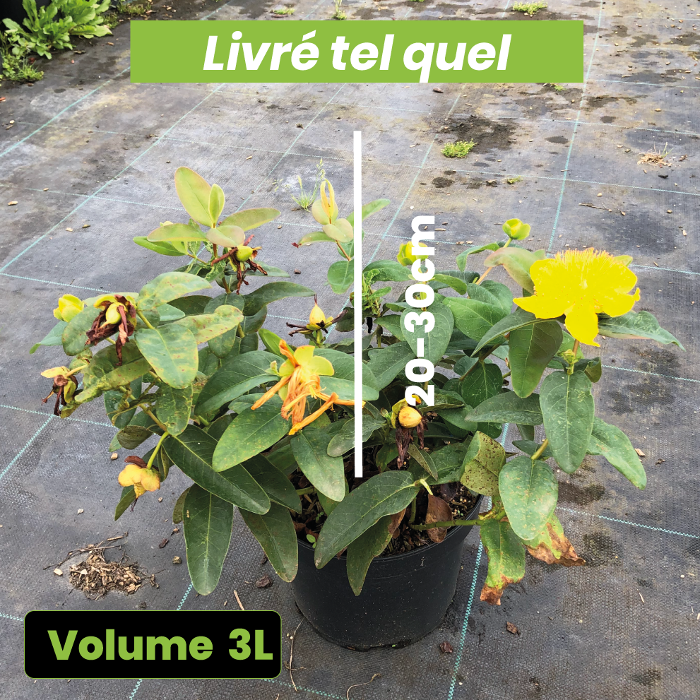 Hypericum Calycinum - Millepertuis - Volume 3L / 20-30cm