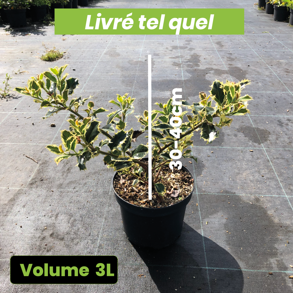 Ilex Aquifolium Argenteomarginata - Houx panaché - Volume 3L / 30-40cm