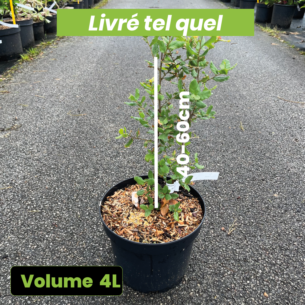 Quercus Suber - Chêne Liège - Volume 4L / 40-60cm