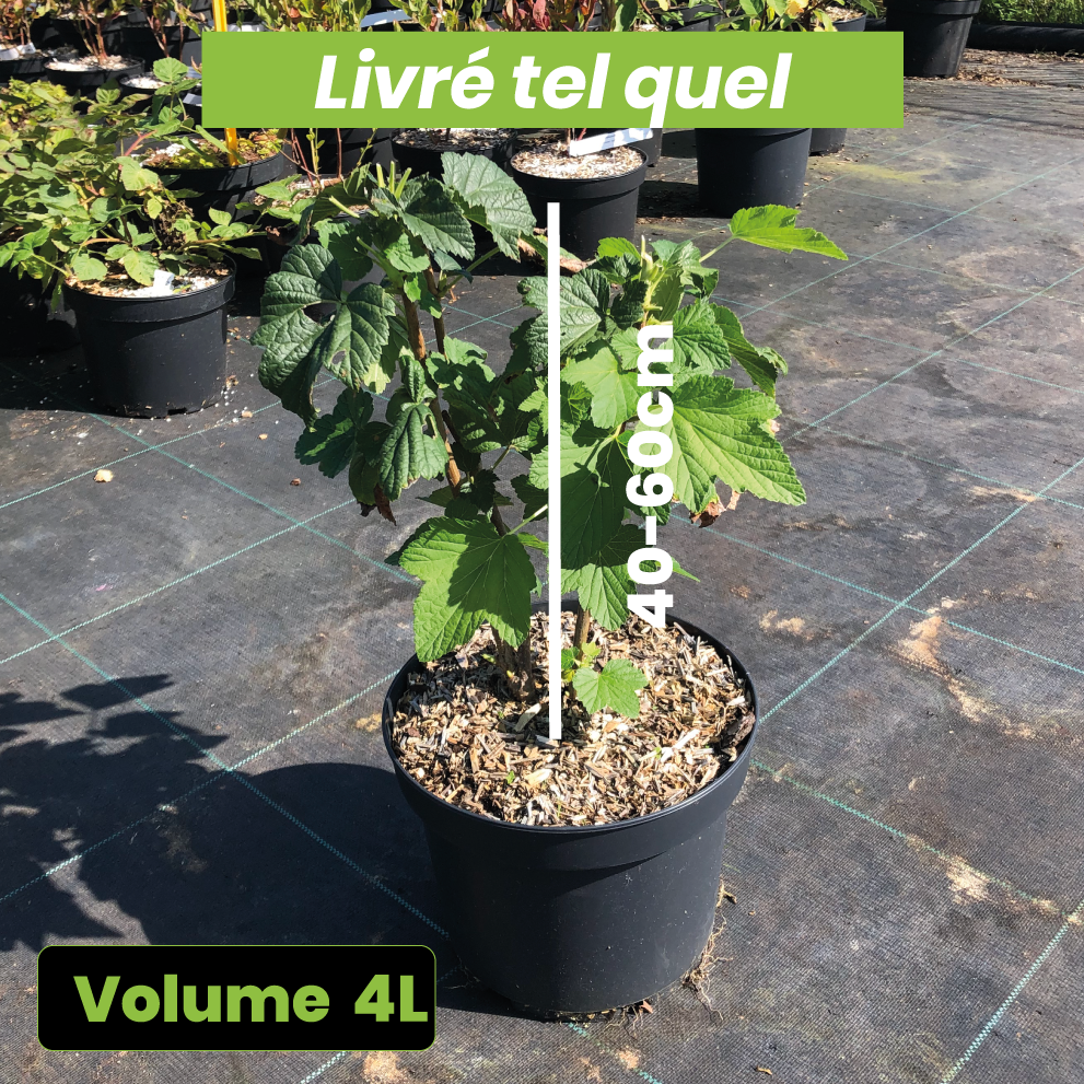 Ribes Nigrum Andega - Cassissier Andega - Volume 4L / 40-60cm