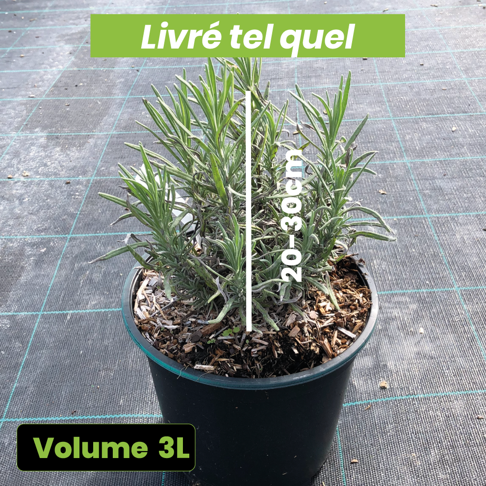 Lavandula Angustifolia Rosea - Lavande vraie - Volume 3L / 20-30cm