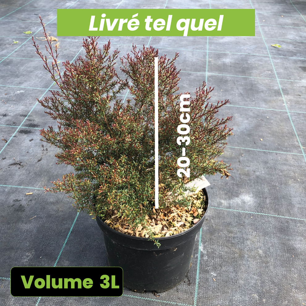 Leptospermum 'Wiri Joan' - Volume 3L / 20-30cm