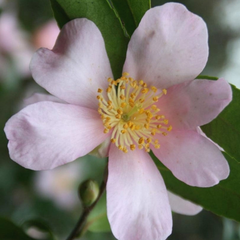 Camellia Sasanqua Maiden's Blush - Camélia d'automne - Volume 3L / 20-30cm