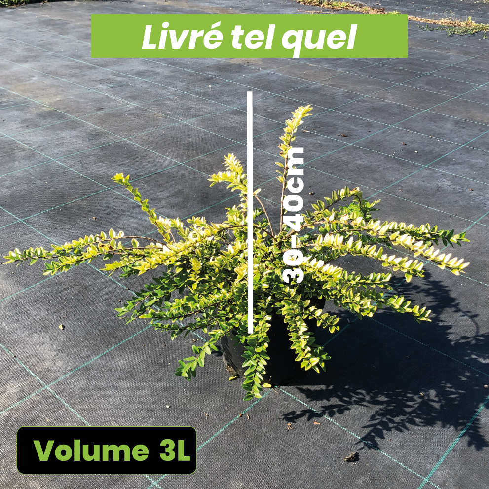 Lonicera Ophélie - Camerisier Jaune Rampant - Volume 3L / 30-40cm