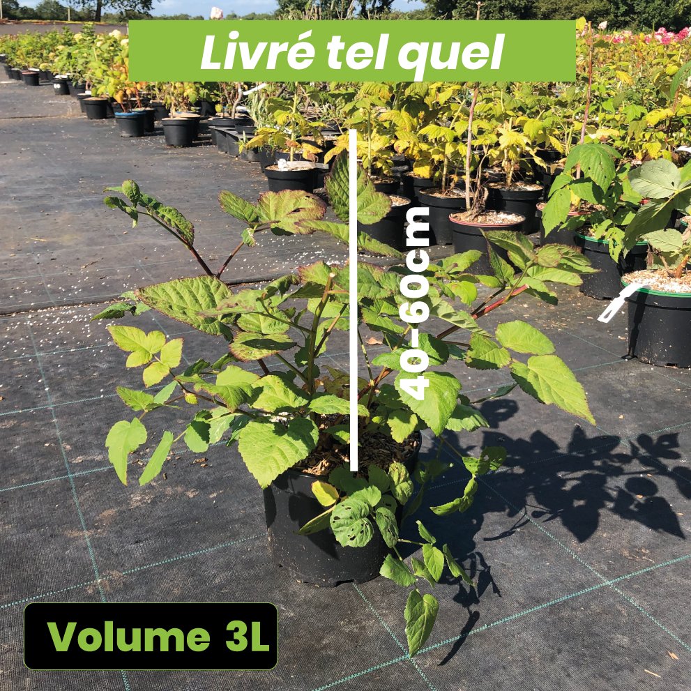 Rubus 'Buckingham' Tayberry - Volume 3L / 40-60cm