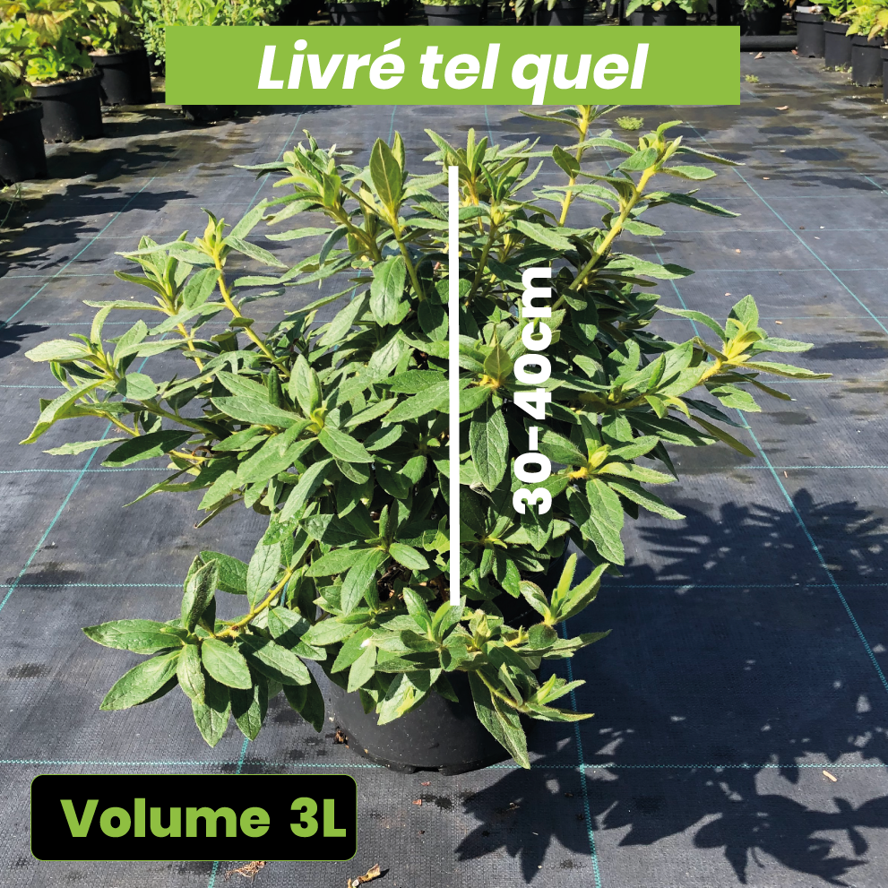 Azalea Macrosepalum 'Koromo Shikibu' - Volume 3L / 30-40cm