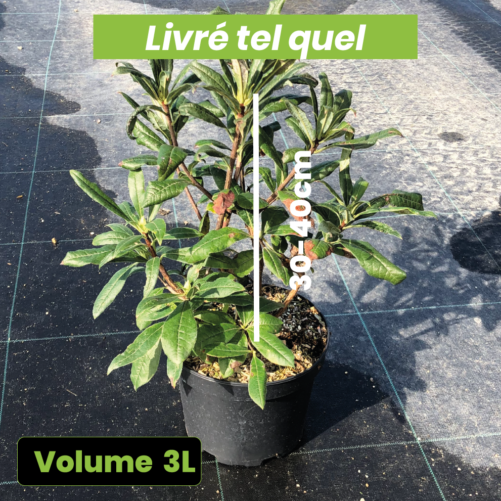 Azalea Mollis 'Gibraltar' - Azalée à feuilles caduques - Volume 3L / 30-40cm