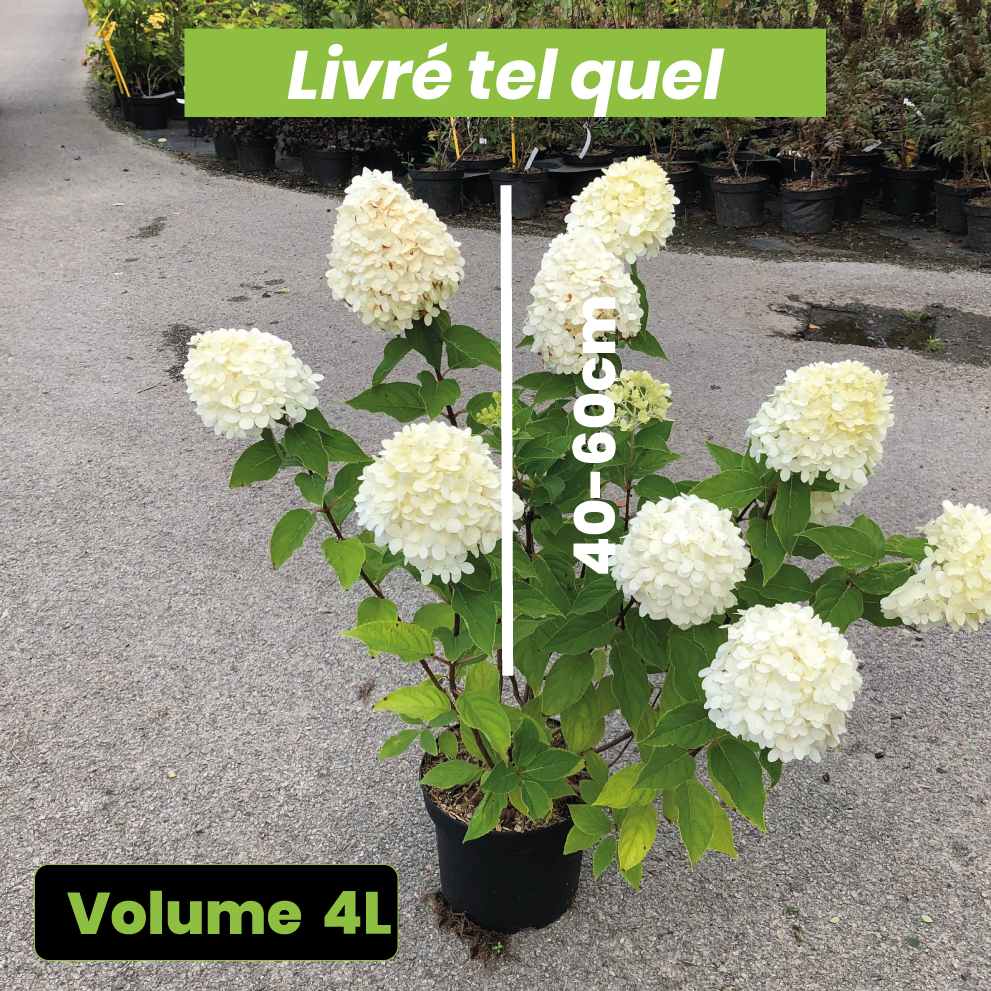 Hydrangea Paniculata Limelight - Volume 4L / 40-60cm
