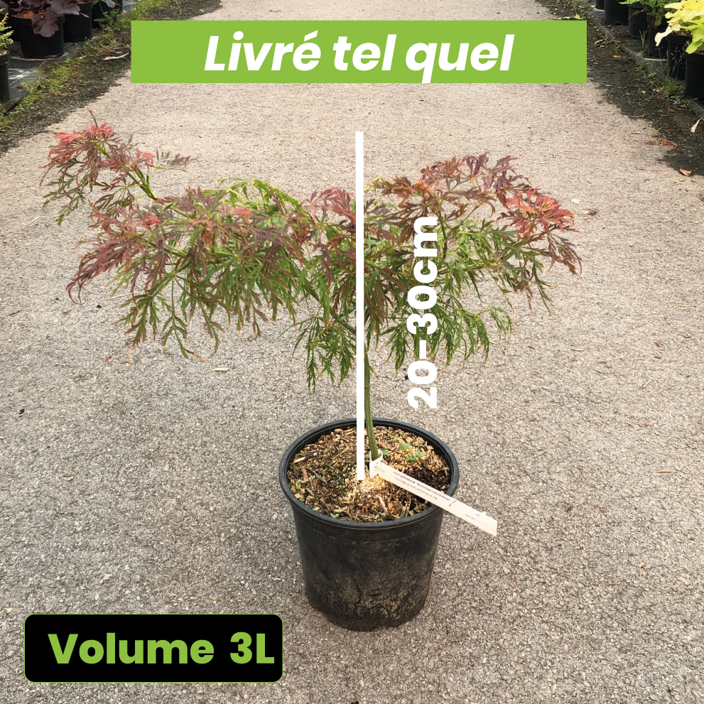 Acer Palmatum Dissectum Rubrifolium - Volume 3L / 20-30cm