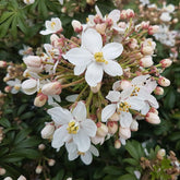Choisya Ternata 'Greenfingers' - Oranger du Mexique