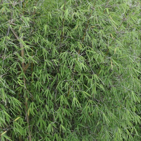 Fargesia Angustissima - Bambou non Traçant - Volume 4L / 60-80cm