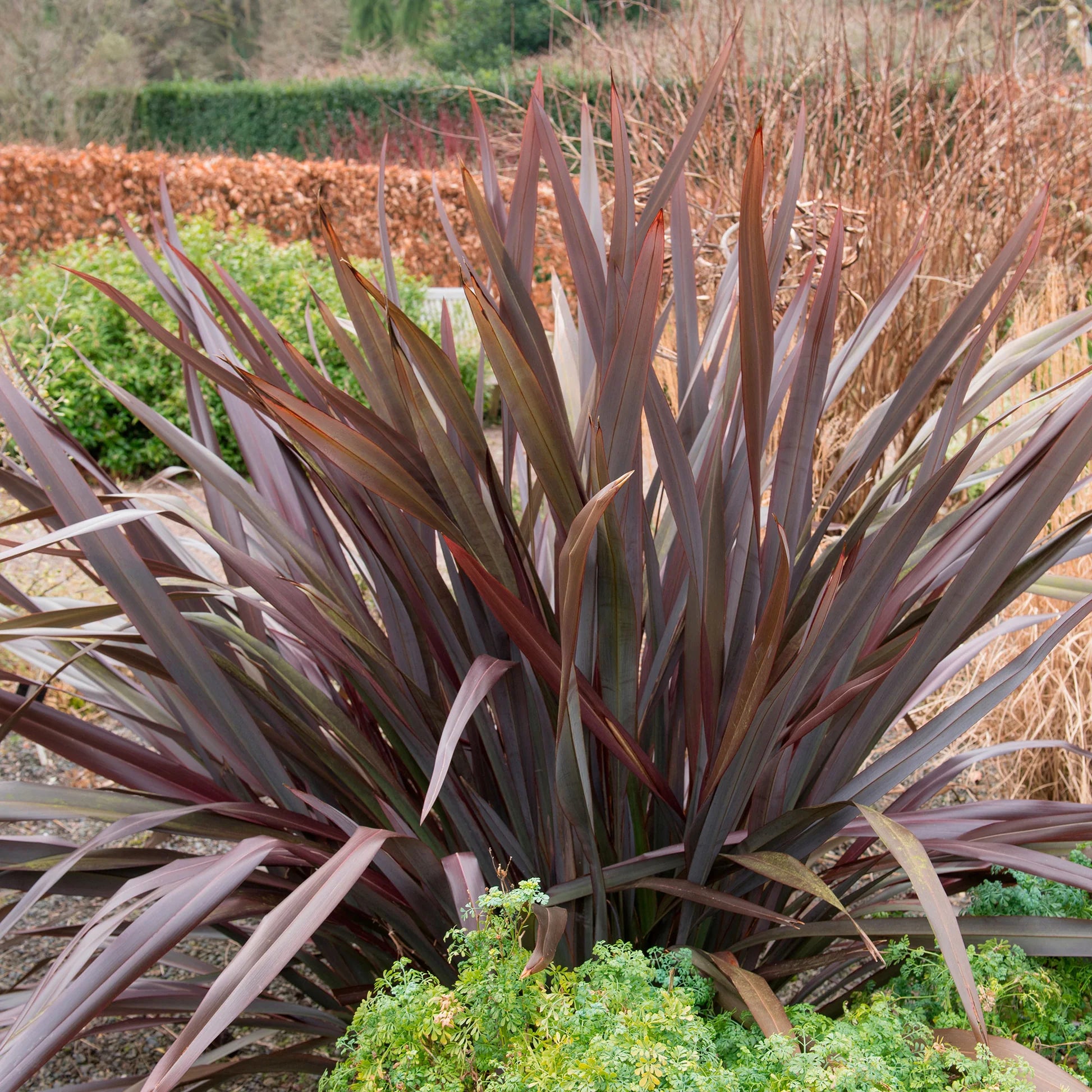 Phormium Rubra Nana - Vivace Pourpre