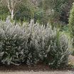 Erica Arborea 'Pink Joy' - Bruyère en arbre - Volume 3L / 30-50cm