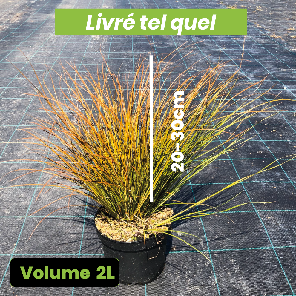 Carex Testacea Prairie Fire - Laîche orange - Volume 2L / 20-30cm