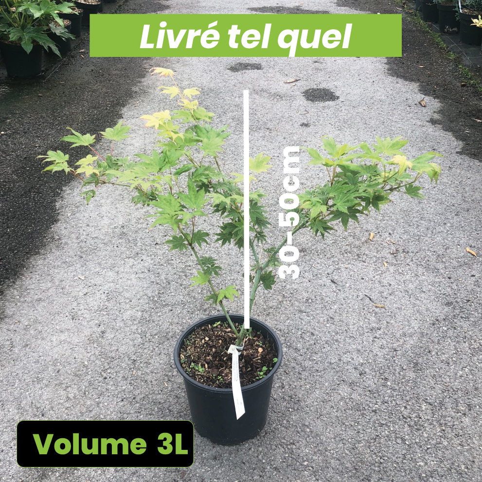 Acer Palmatum Reticulatum - Erable du Japon - Volume 3L / 30-50cm