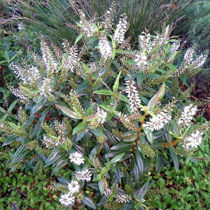 Hebe Champagne - Véronique Arbustive Compacte En Pot, Persistante
