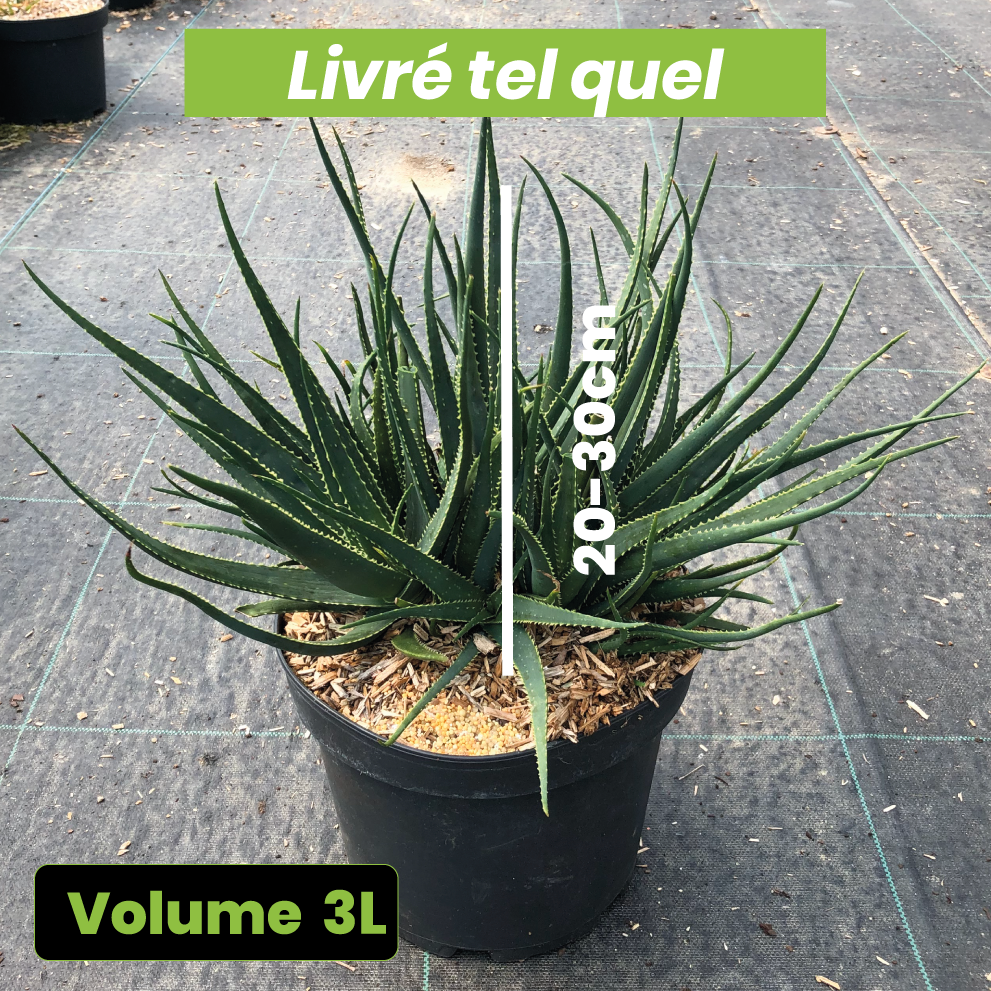 Aloe x Safari Sunrise - Aloès - Volume 3L / 20-30cm