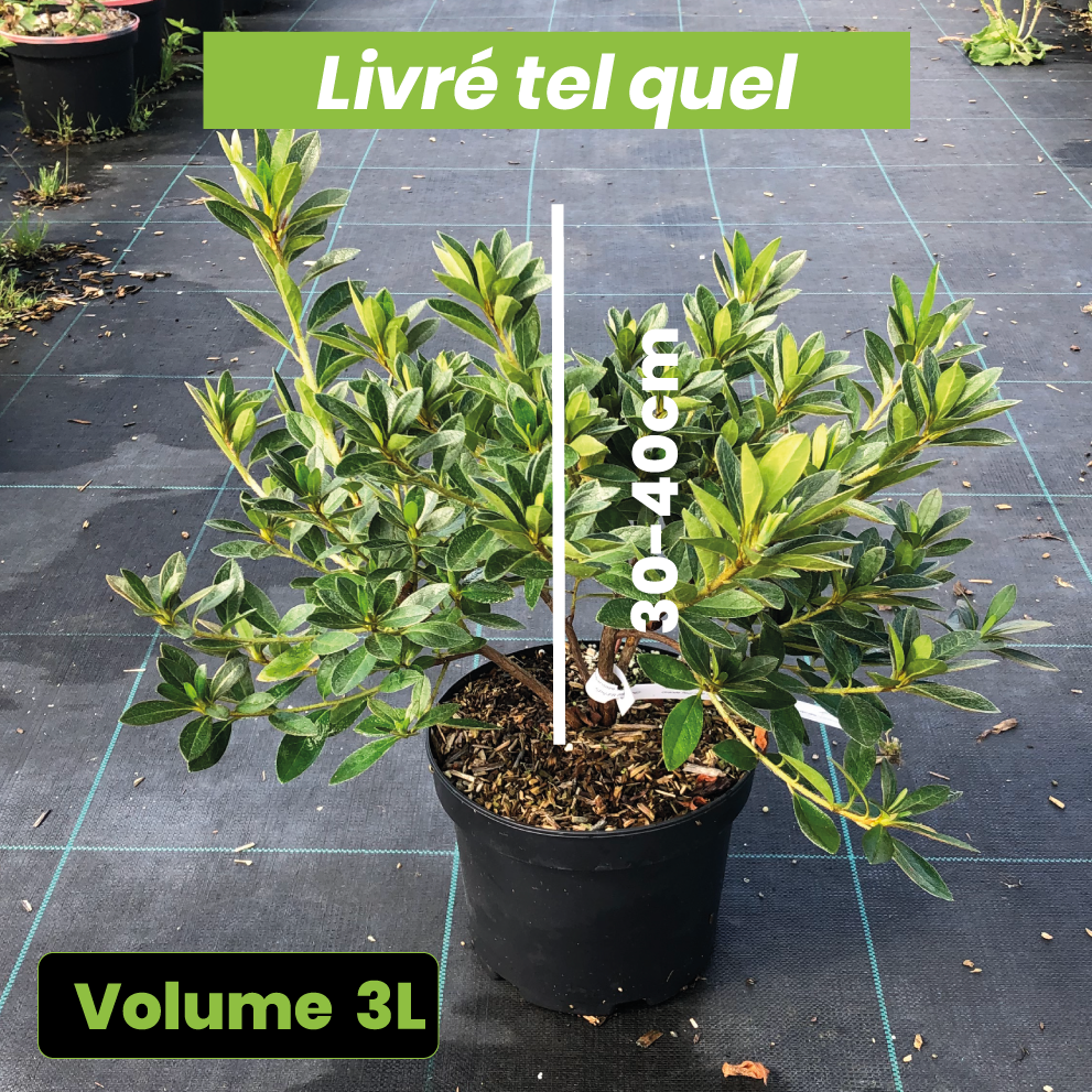 Azalea Japonica 'Shelsoni' - Volume 3L / 30-40cm