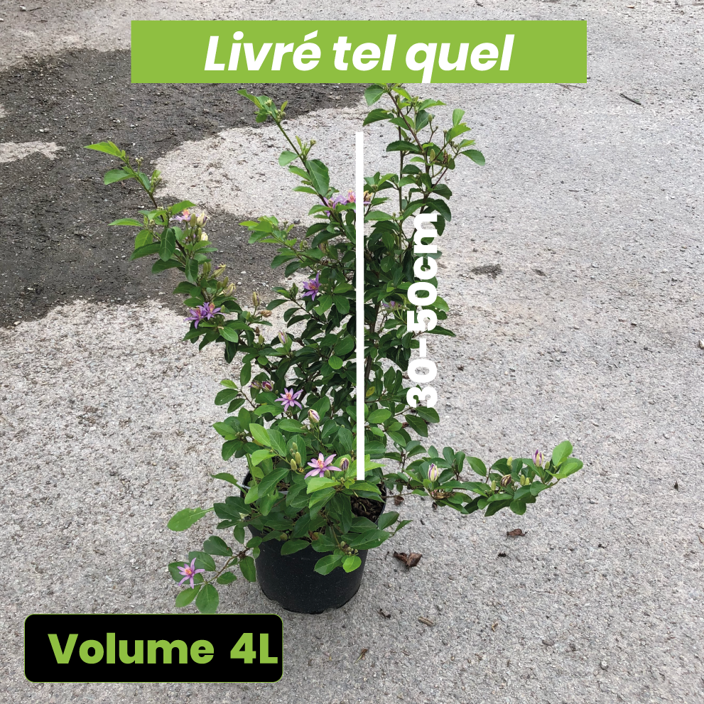 Grewia Occidentalis - Volume 4L / 30-50cm