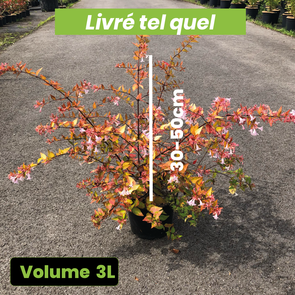 Abelia Grandiflora "Francis Mason" - Volume 3L / 30-50cm