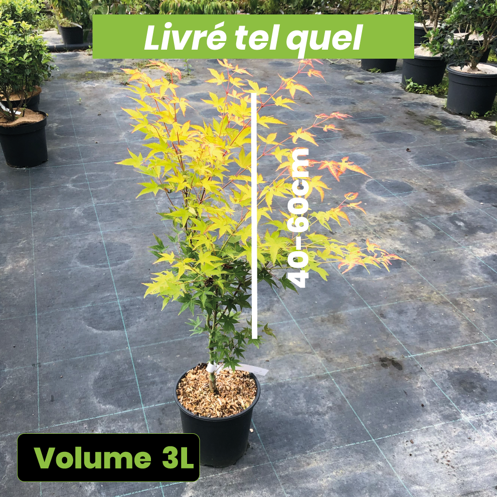 Acer palmatum "Aureum" - Volume 3L / 40-60cm