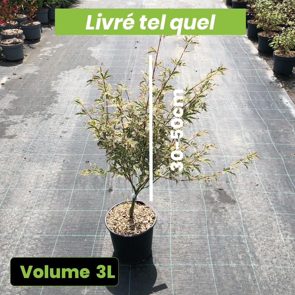 Acer palmatum Butterfly - Volume 3L / 30-50cm