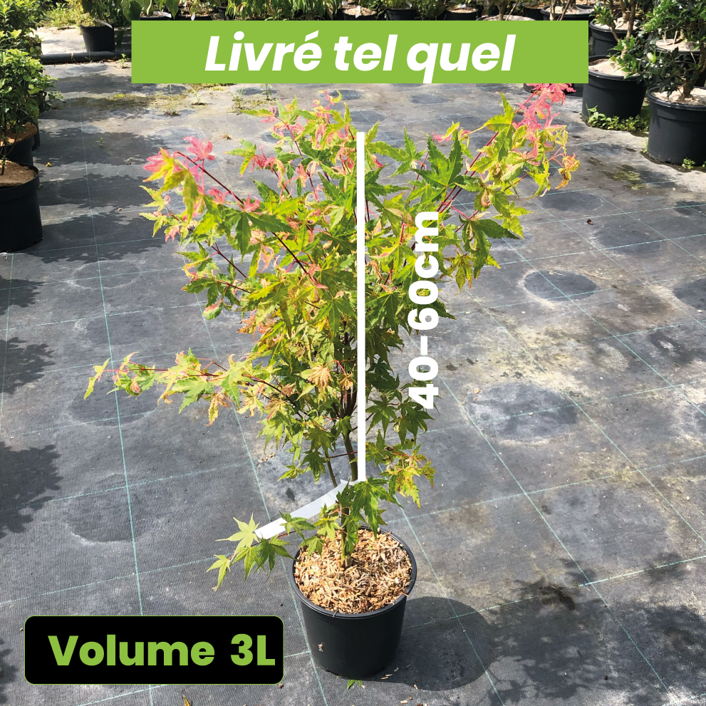 Acer Palmatum 'Kagiri Nishiki' - Volume 3L / 40-60cm