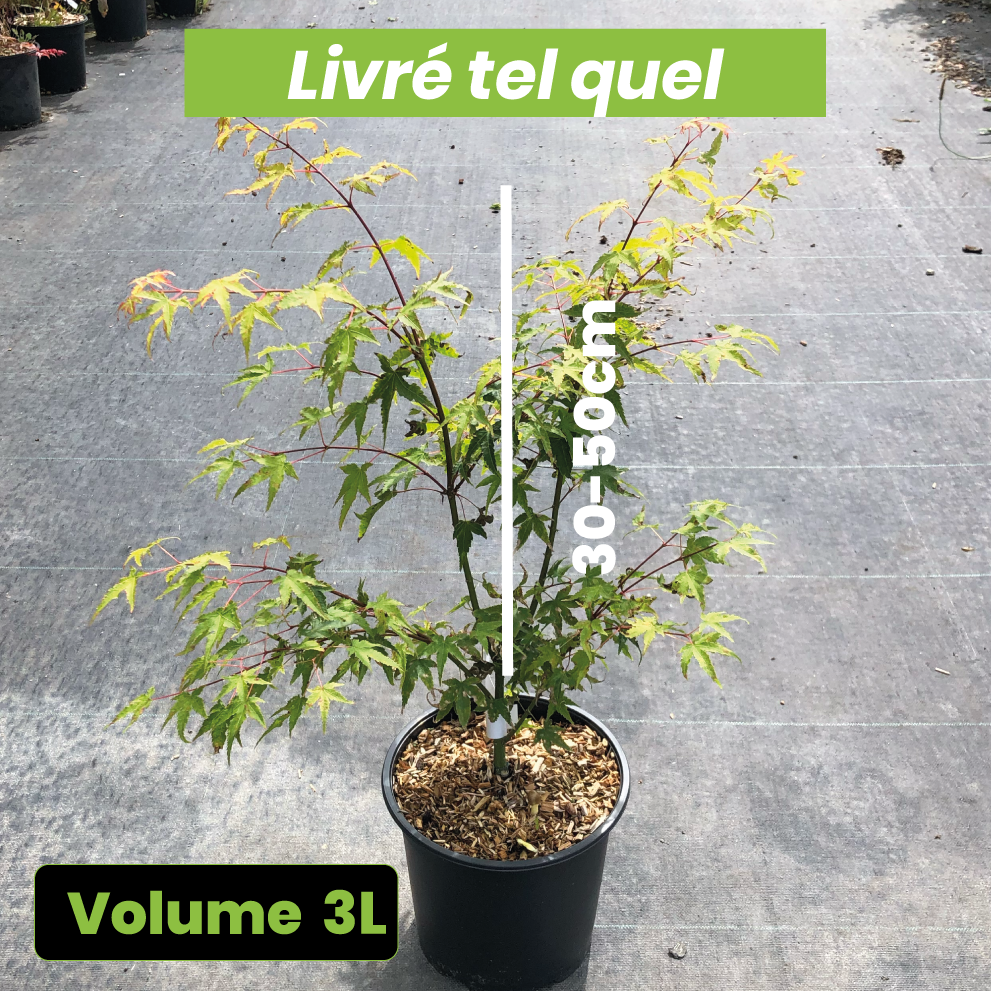 Acer palmatum "Kiyohime" - Volume 3L / 30-50cm