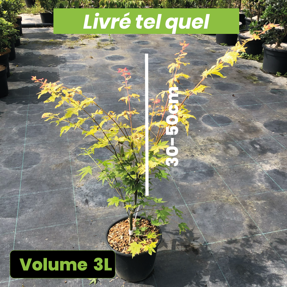 Acer Palmatum 'Orange Dream' - Volume 3L / 30-50cm