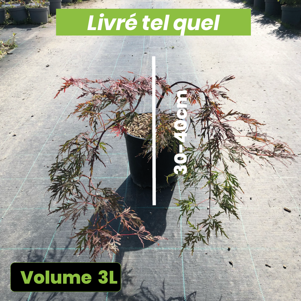 Acer Palmatum Dissectum Orangeola - Érable du Japon - Volume 3L / 30-40cm