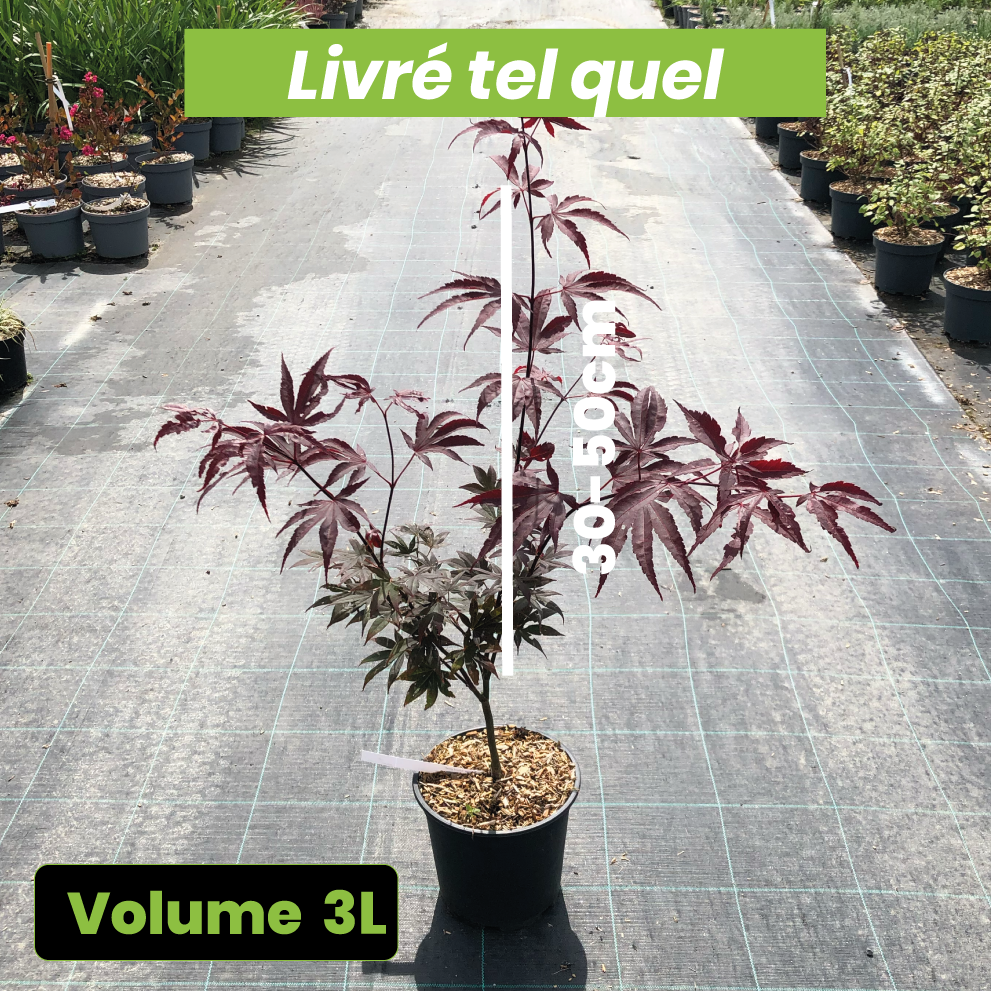 Acer Palmatum Blood Good - Volume 3L / 30-50cm