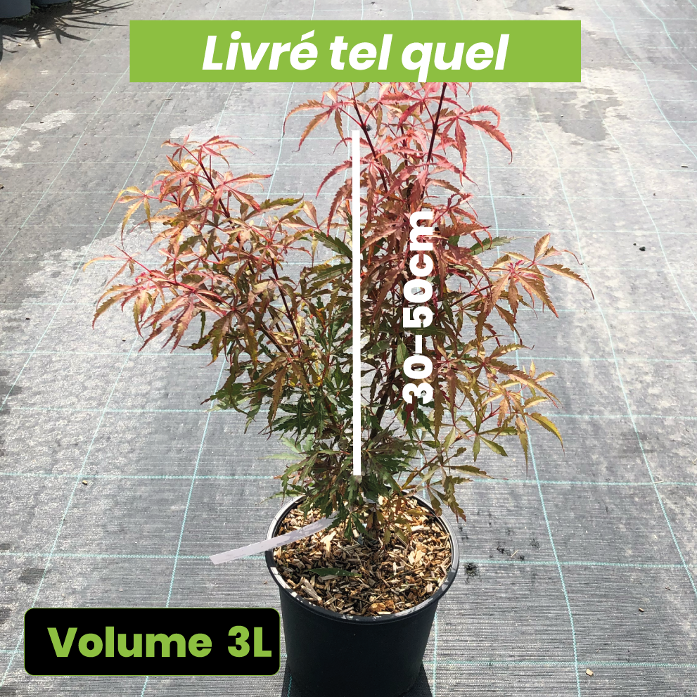 Acer Palmatum Jerre Schwartz - Volume 3L / 30-50cm