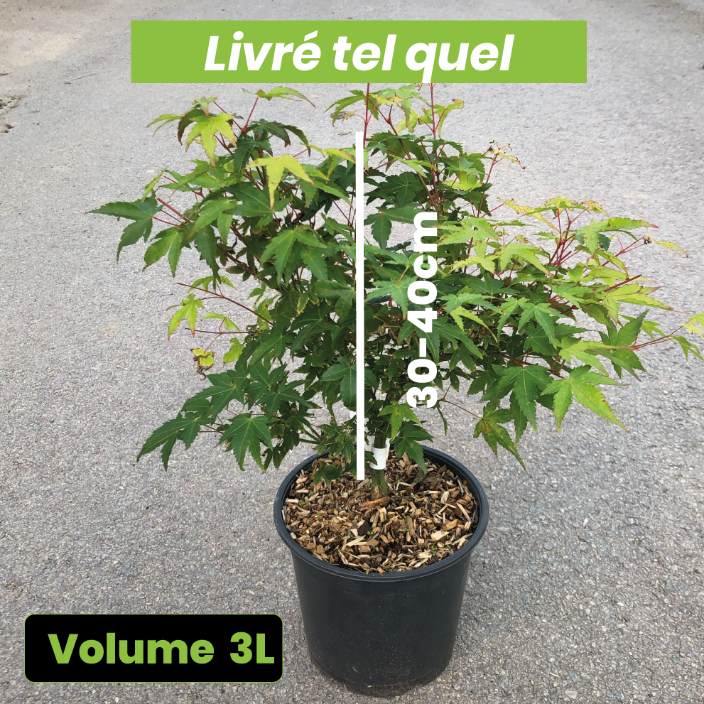 Acer Palmatum 'Little Princess' - Volume 3L / 30-40cm