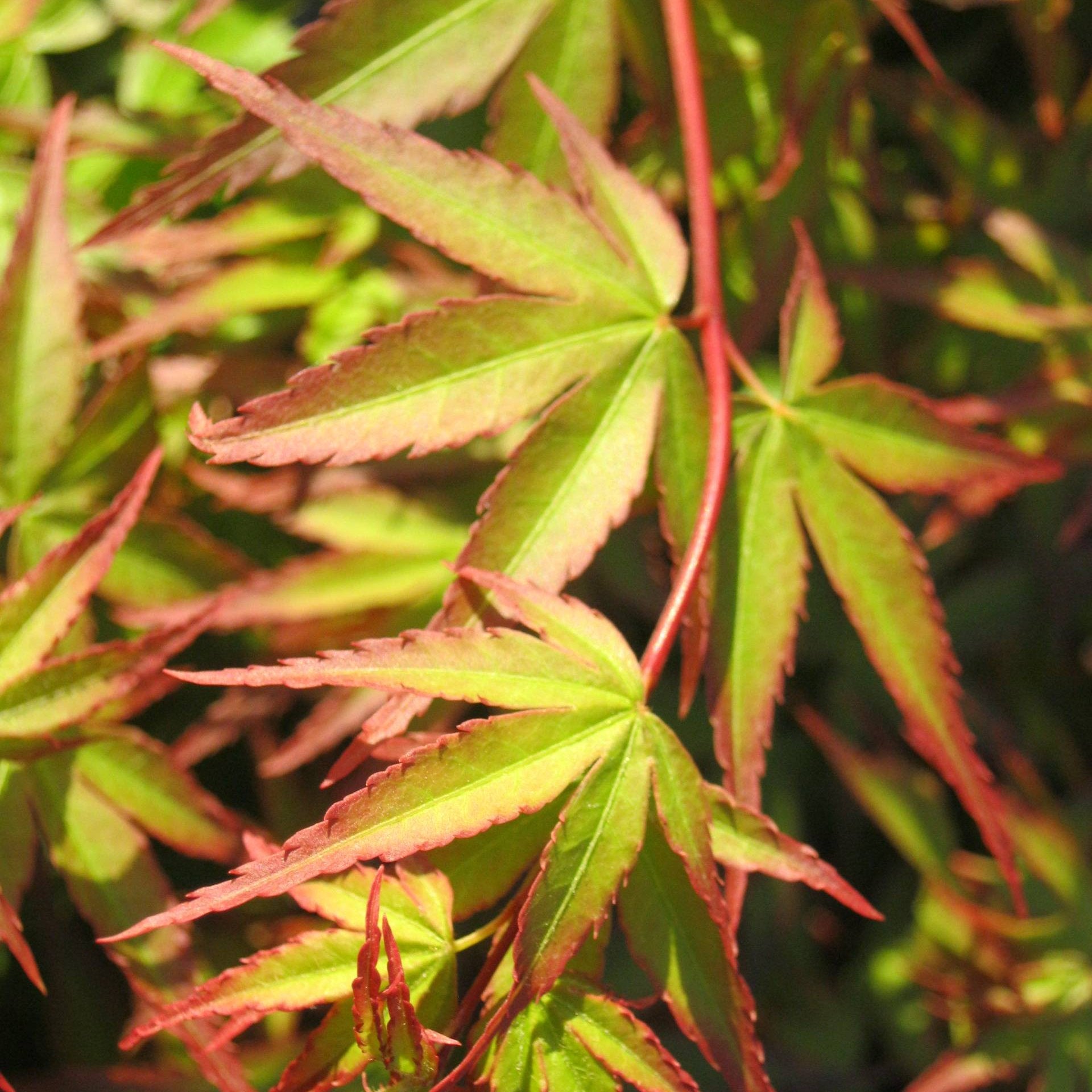 Acer palmatum "Kiyohime" - Volume 3L / 30-50cm