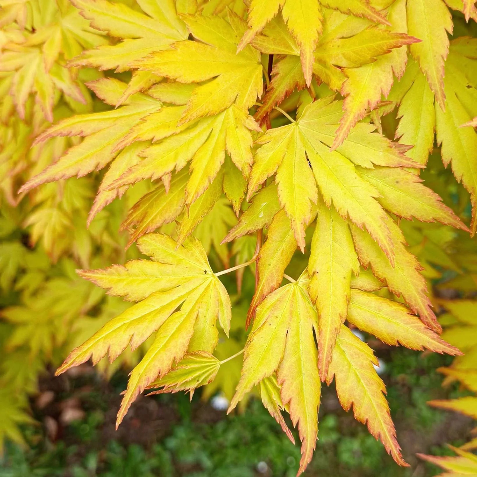 Acer Palmatum 'Orange Dream' - Volume 3L / 30-50cm