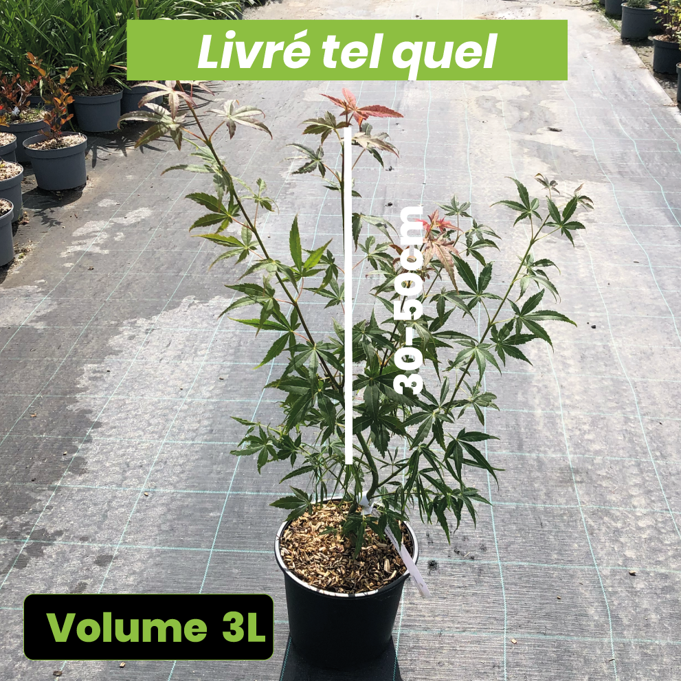 Acer palmatum Scolopendrifolium - Volume 3L / 30-50cm