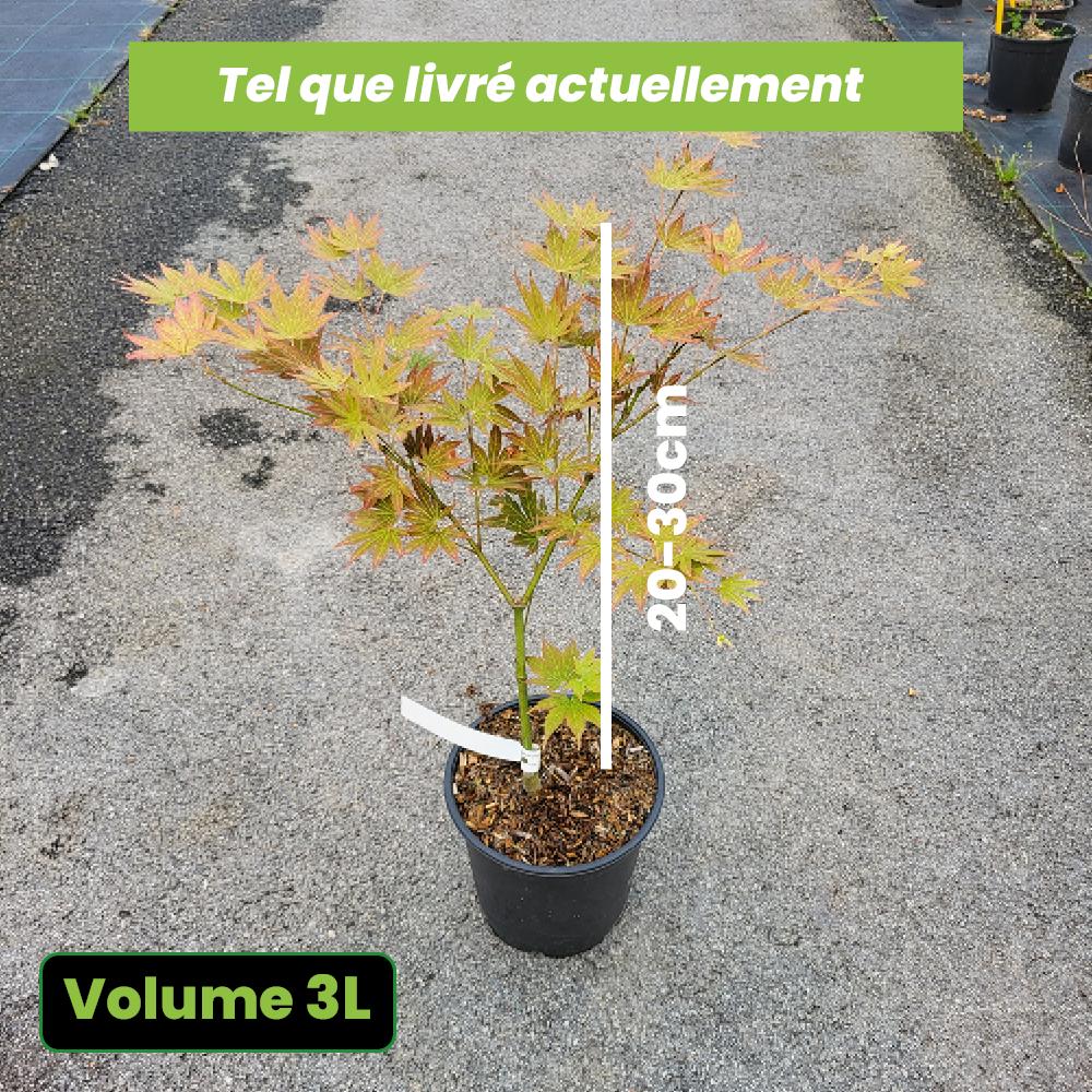 Acer Palmatum Dissectum Orangeola - Érable du Japon - Volume 3L / 30-50cm