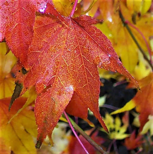 Acer Palmatum Hogyoku - Érable du Japon - Volume 3L / 30-40cm