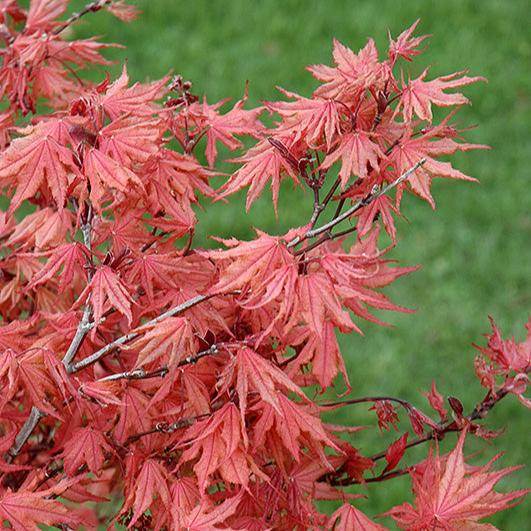 Acer Palmatum Kasagi Yama - Volume 3L / 30-40cm