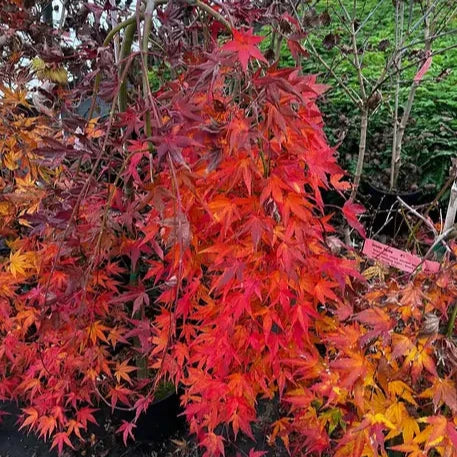 Acer Palmatum Ryusen - Volume 3L / 30-40cm