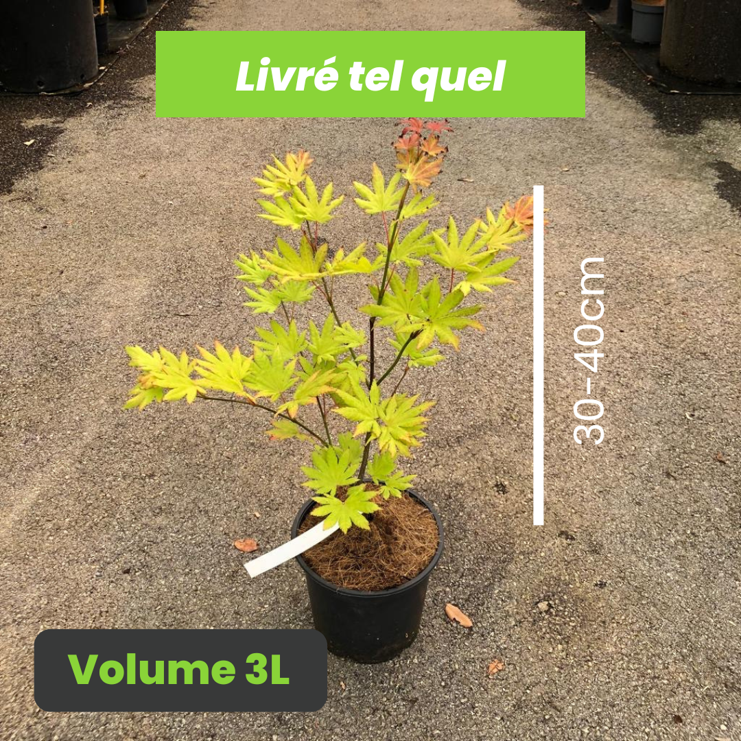 Acer Shirasawanum Autumn Moon - Érable du Japon - Volume 3L / 20-30cm