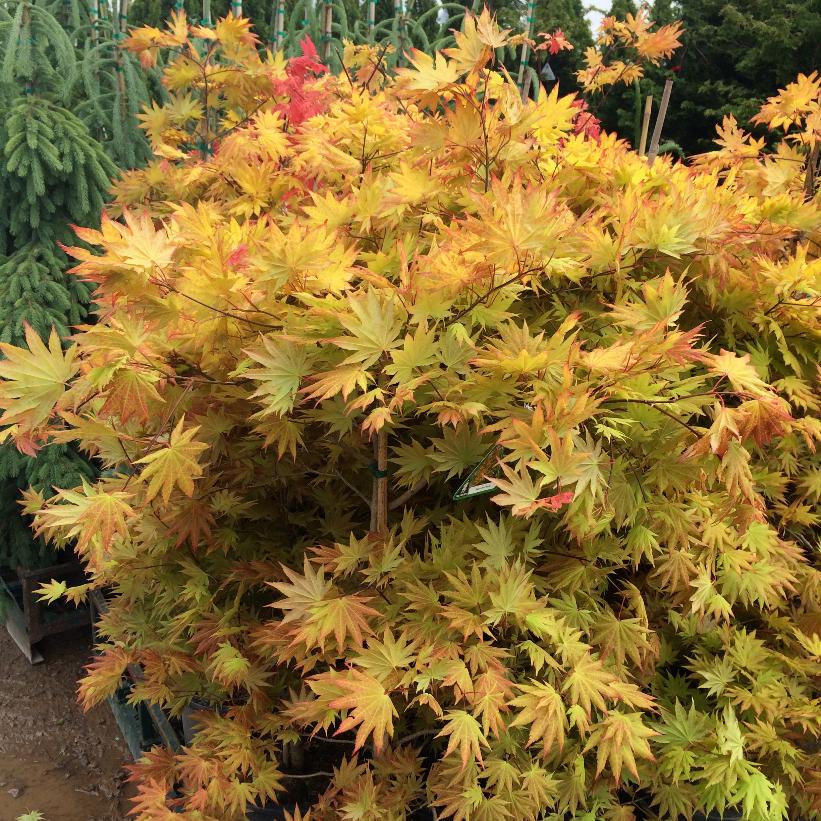 Acer Shirasawanum Autumn Moon - Érable du Japon - Volume 3L / 20-30cm