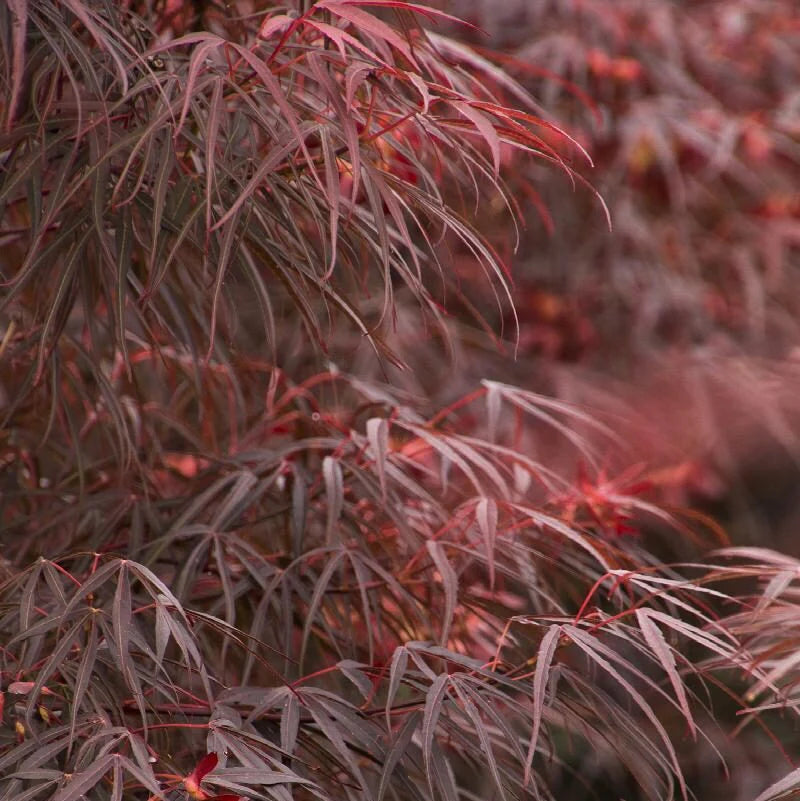 Acer Palmatum Atrolineare - Érable du Japon - Volume 3L / 30-40cm