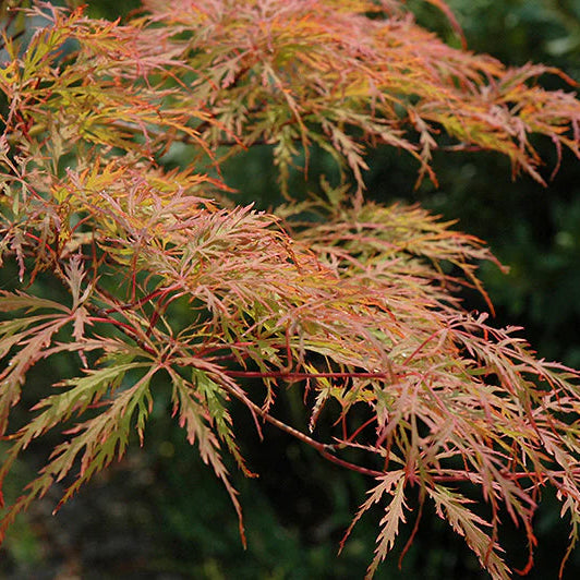 Acer palmatum dissectum Baldsmith - Érable du Japon Baldsmith - Volume 3L / 30-50cm