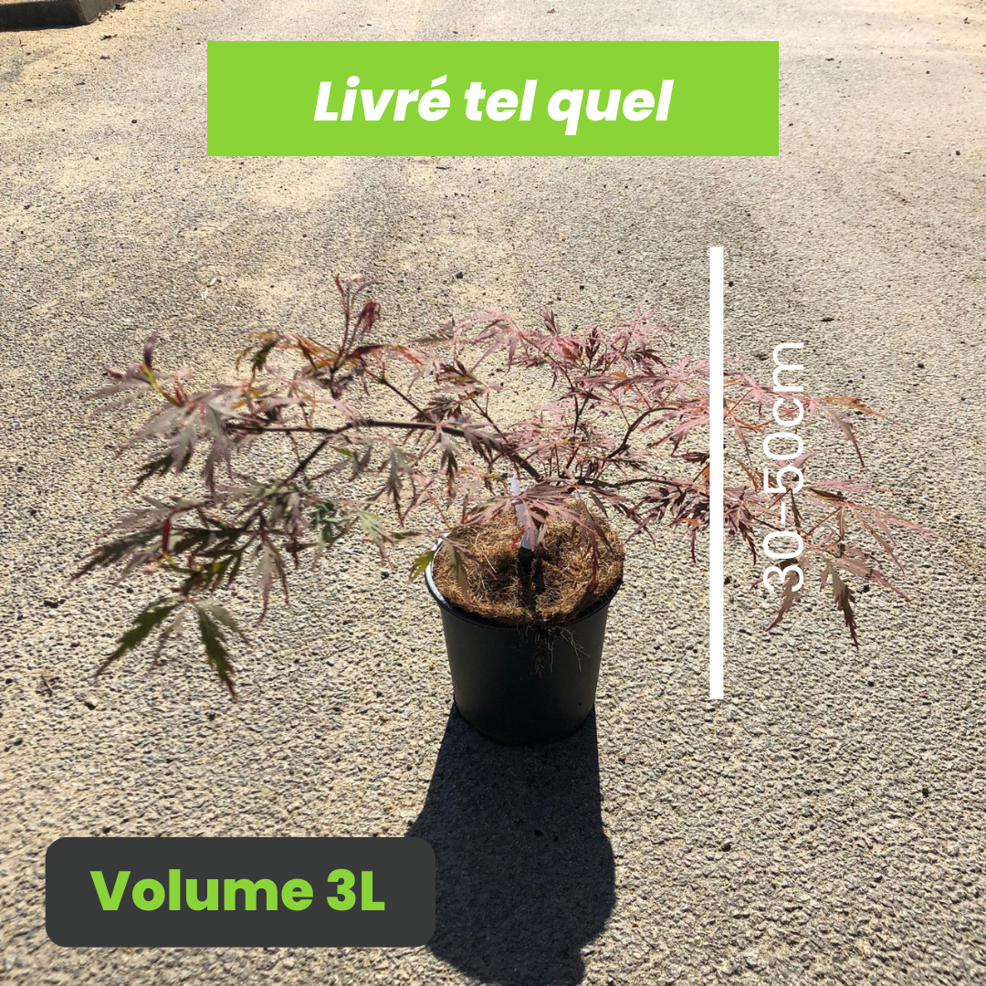 Acer Palmatum Dissectum Lionheart - Érable du Japon Lionheart - Volume 3L / 30-50cm